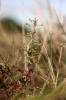 Atriplex pedunculata