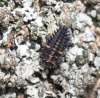 Exochomus quadripustulatus larva