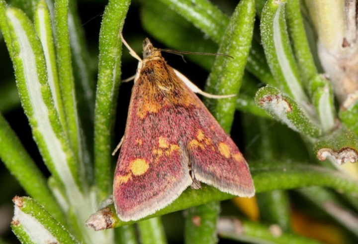 Pyrausta purpuralis Copyright: Peter Harvey