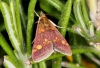 Pyrausta purpuralis Copyright: Peter Harvey