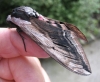 Privet Hawkmoth 3