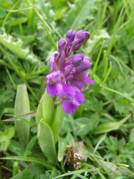 Green-winged orchid Copyright: Sue Grayston