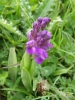 Green-winged orchid 