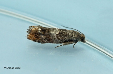 Epinotia rubiginosana 2 Copyright: Graham Ekins