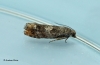 Epinotia rubiginosana 2