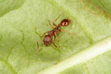 Myrmica scabrinodis Copyright: Peter Harvey