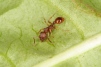 Myrmica scabrinodis Copyright: Peter Harvey