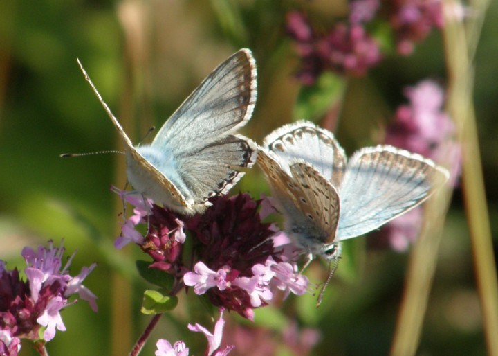 Chalk-hill blue males Copyright: Sue Grayston