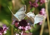 Chalk-hill blue males