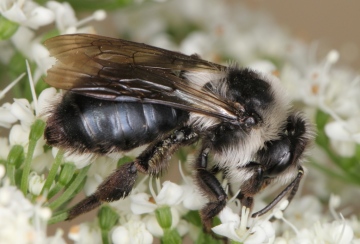 Andrena cineraria female Copyright: Peter Harvey