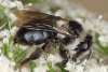 Andrena cineraria female