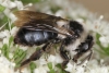 Andrena cineraria female 