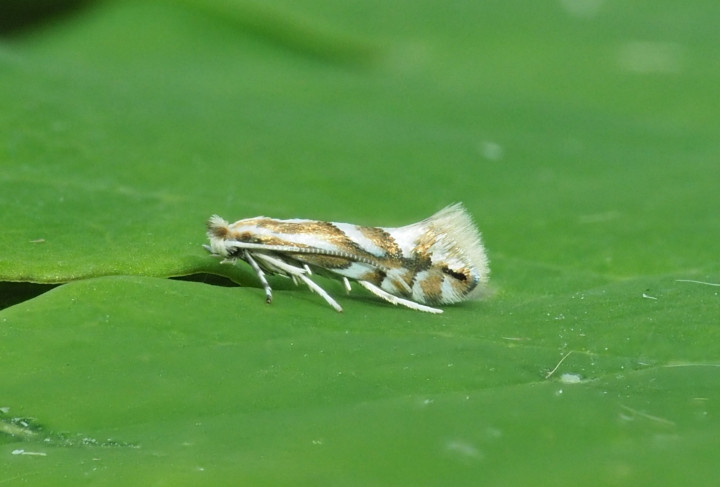 Phyllonorycter maestingella Copyright: Gavin Price