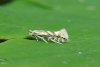 Phyllonorycter maestingella Copyright: Gavin Price