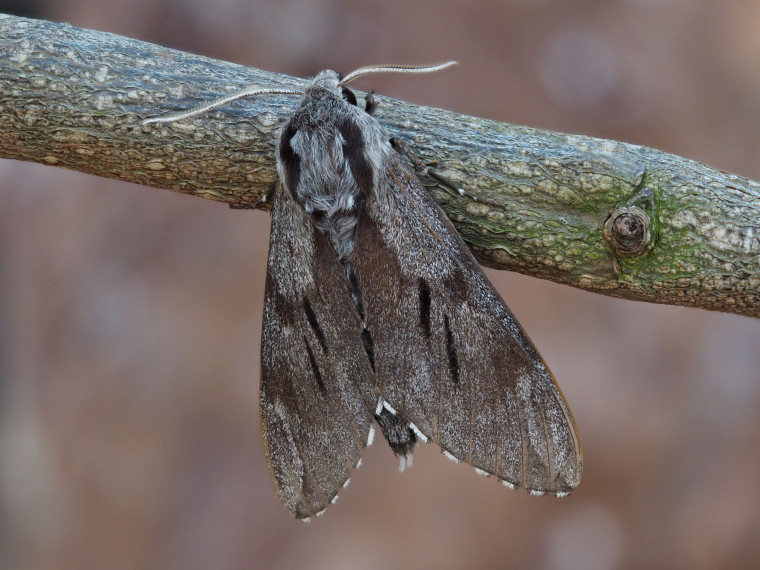 Pine Hawk Moth 15th June 2025 Copyright: Gavin Price