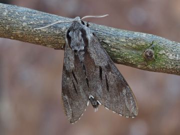 Pine Hawk Moth 15th June 2025 Copyright: Gavin Price
