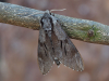 Pine Hawk Moth 15th June 2025