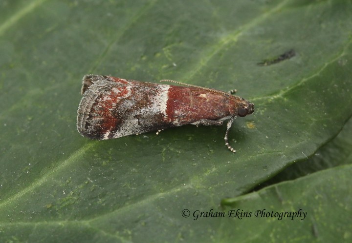 Acrobasis marmorea 4 Copyright: Graham Ekins