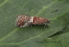 Acrobasis marmorea 4 Copyright: Graham Ekins