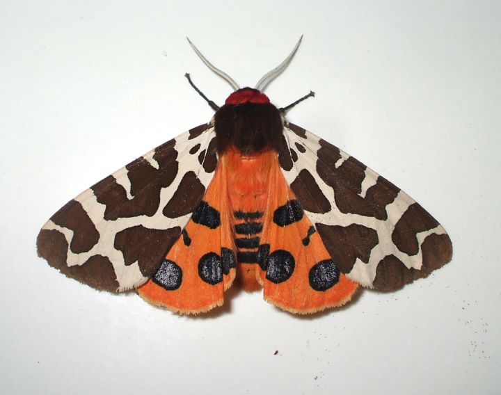 Garden Tiger (Arctia caja) Copyright: Ben Sale