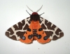 Garden Tiger (Arctia caja) 