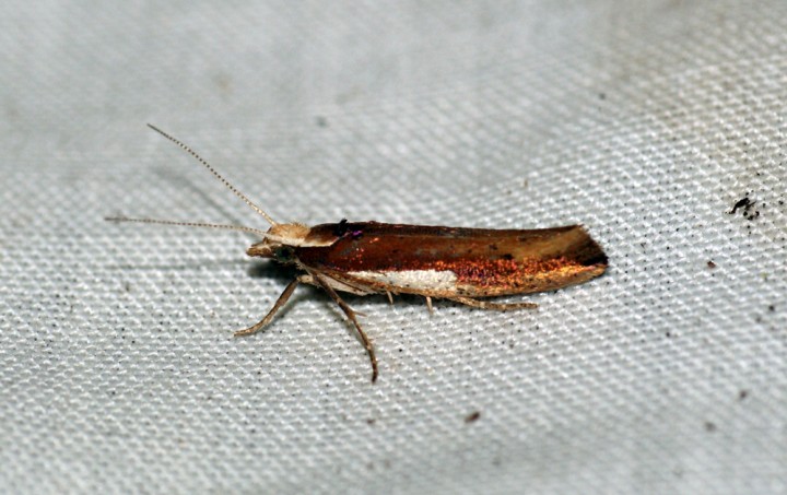 Ypsolopha parenthesella 2 Copyright: Ben Sale