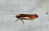 Ypsolopha parenthesella 2