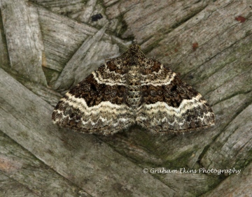 Epirrhoe alternata  Common Carpet Copyright: Graham Ekins