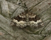 Epirrhoe alternata  Common Carpet Copyright: Graham Ekins