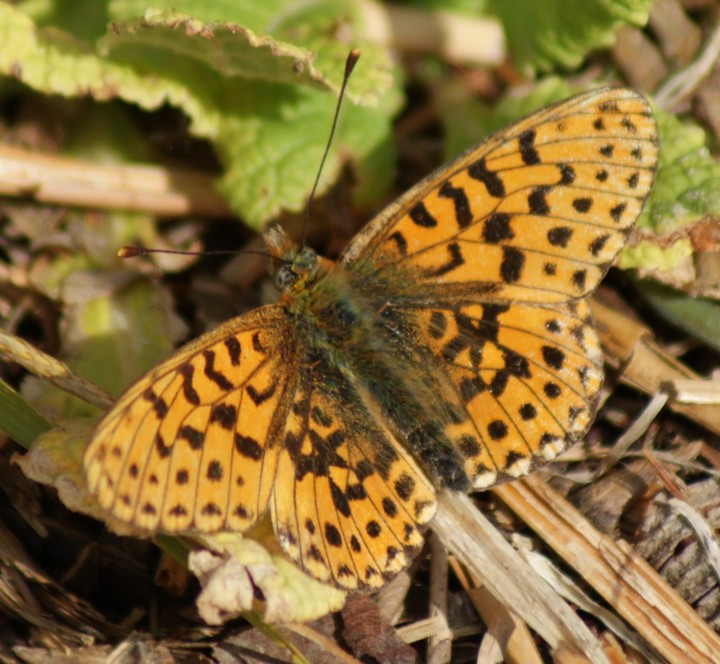 Pearl-bordered Fritillary Copyright: Robert Smith