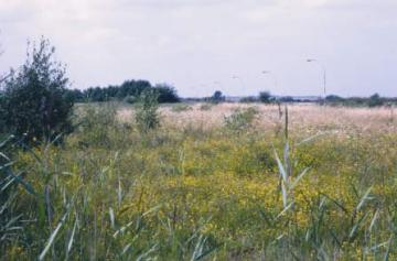 Canvey Wick flower-rich 4 Copyright: Peter Harvey