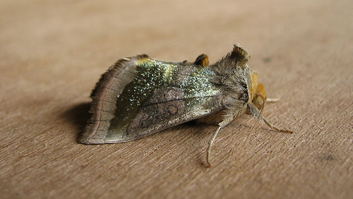 Burnished Brass Copyright: Stephen Rolls