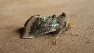 Burnished Brass Copyright: Stephen Rolls