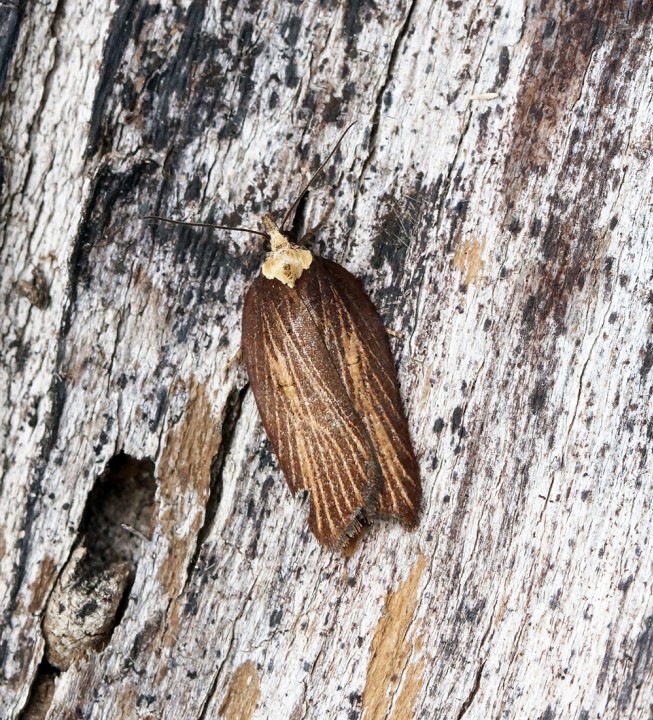 Acleris hastiana 4 Copyright: Ben Sale