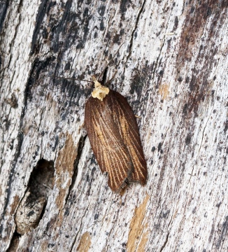 Acleris hastiana 4 Copyright: Ben Sale