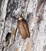 Acleris hastiana 4 Copyright: Ben Sale