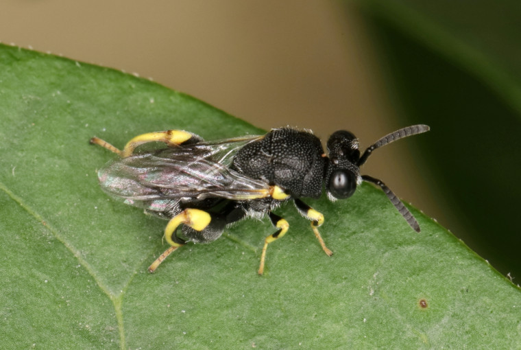 Brachymeria tibialis Copyright: Peter Harvey