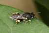 Brachymeria tibialis
