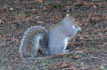 Grey Squirrel Copyright: Peter Harvey