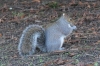 Grey Squirrel 