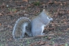 Grey Squirrel Copyright: Peter Harvey