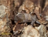 Small Chocolate Tip  Clostera pigra Copyright: Graham Ekins