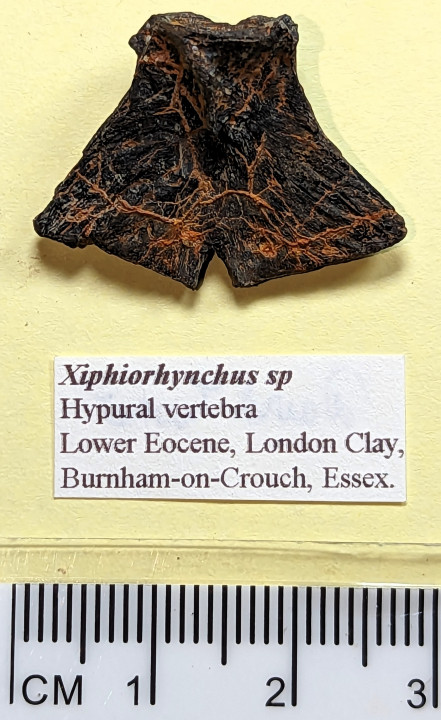 Xiphiorhynchus sp hypural vertebra Lower Eocene 2 Copyright: William George