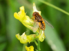 Parhelophilus versicolor male