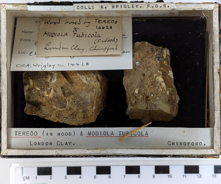 Chingford London Clay Fossils Teredo and Modiola bivalves box Copyright: Arthur Wrigley Collection