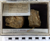 Chingford London Clay Fossils Teredo and Modiola bivalves box