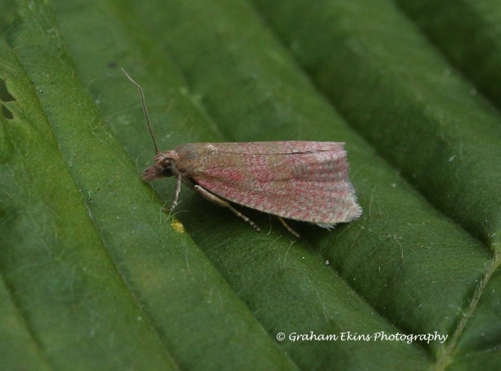 Celypha rosaceana  2 Copyright: Graham Ekins