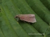 Celypha rosaceana  2