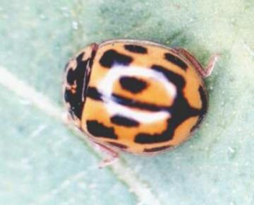 14 spot ladybird Copyright: Paul Mabbott