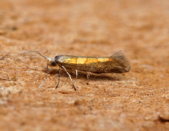 Argyresthia brockeella 1 Copyright: Ben Sale